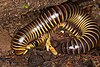 Round-backed millipede (15151932956).jpg