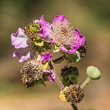 Flower and buds Rubus ulmifolius, flowers and buds, Vias, Herault 01.jpg