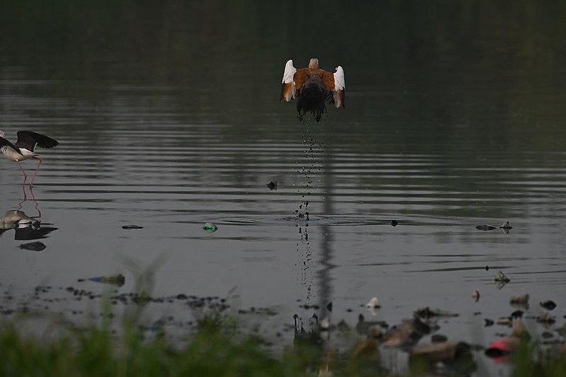 File:Ruddy shelduck Shamraonagar.jpg