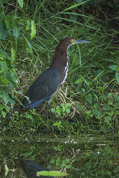 File:Rufescent Tiger-Heron - Regua - Brazil S4E0875 (15412187852).jpg