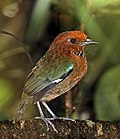 Rufous-headed ground-roller (Atelornis crossleyi).jpg