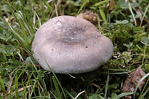 The blue-green ripe deafblings (Russula parazurea)