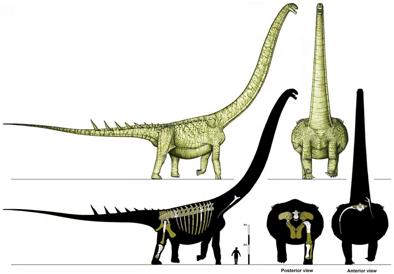 File:Ruyangosaurus.png