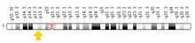 In human, the SLC45A2 gene is located on the short (p) arm of chromosome 5 at position 13.2. SLC45A2 location.png