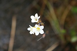 Myosotis laeta