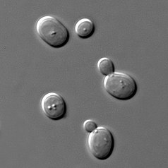 Saccharomyces cerevisiae