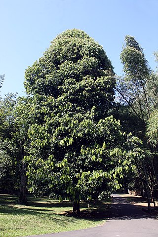 <i>Sageraea thwaitesii</i> Species of flowering plant