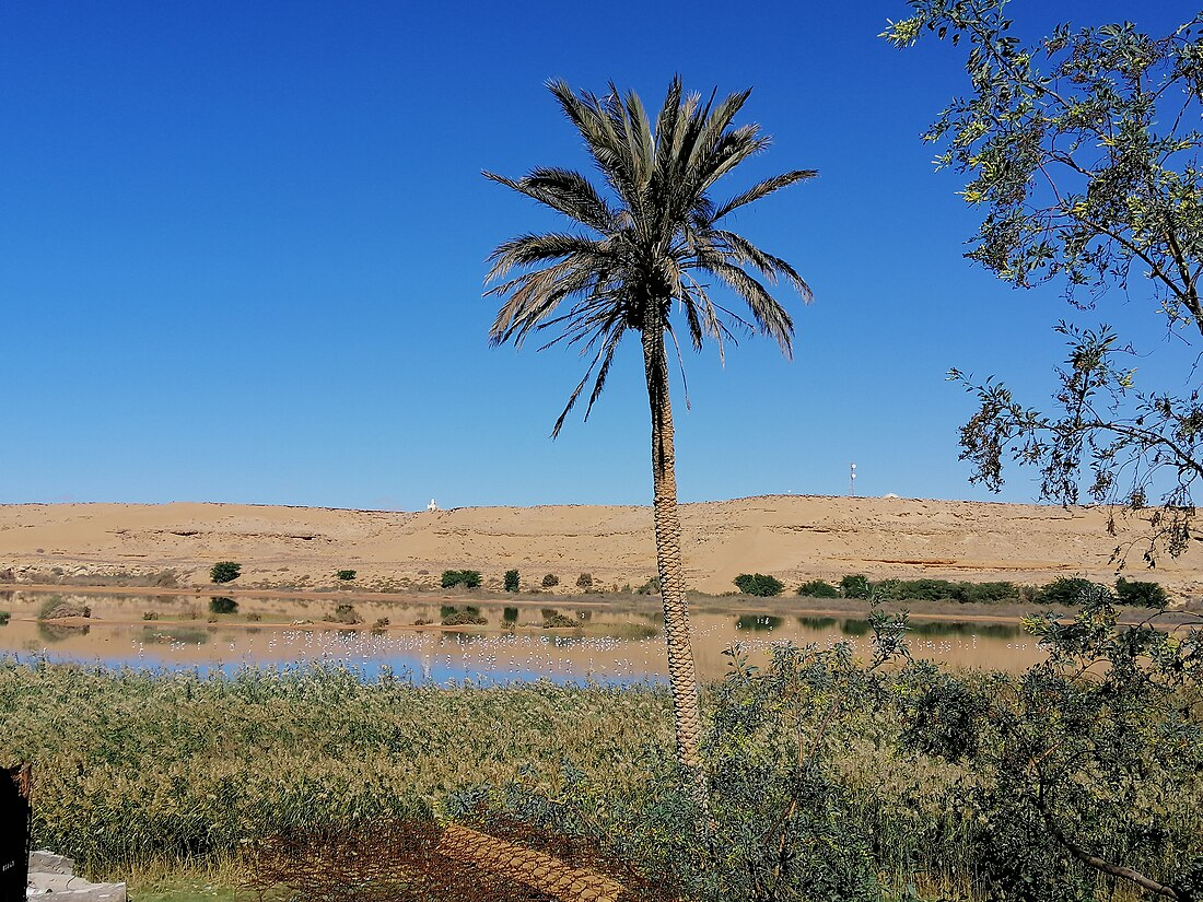 Saguía el Hamra