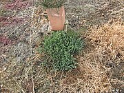 Salicornia quinqueflora in a field surrounded by recently planted trees.