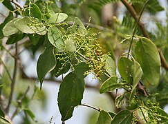 Salvadora persica (Salvadoraceae)