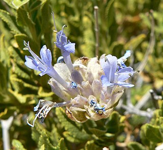 <i>Salvia mohavensis</i> Species of shrub