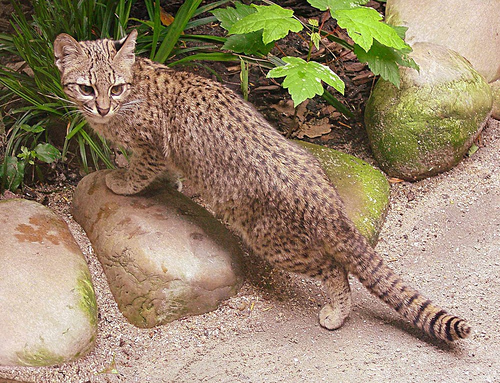 The average litter size of a Geoffroy's cat is 2