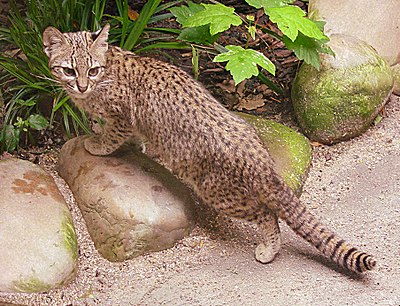 Geoffroy's cat