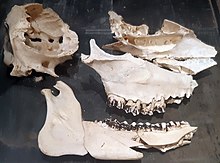 Skull fragments, also in the University of Copenhagen Zoological Museum Saola skull.jpg