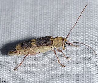 <i>Saperda discoidea</i> Species of beetle
