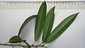 Sapium glandulosum (L.) Morong (6240219565).jpg