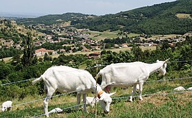 Image illustrative de l’article Haut-Vivarais