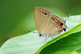 Satyrium tanakai