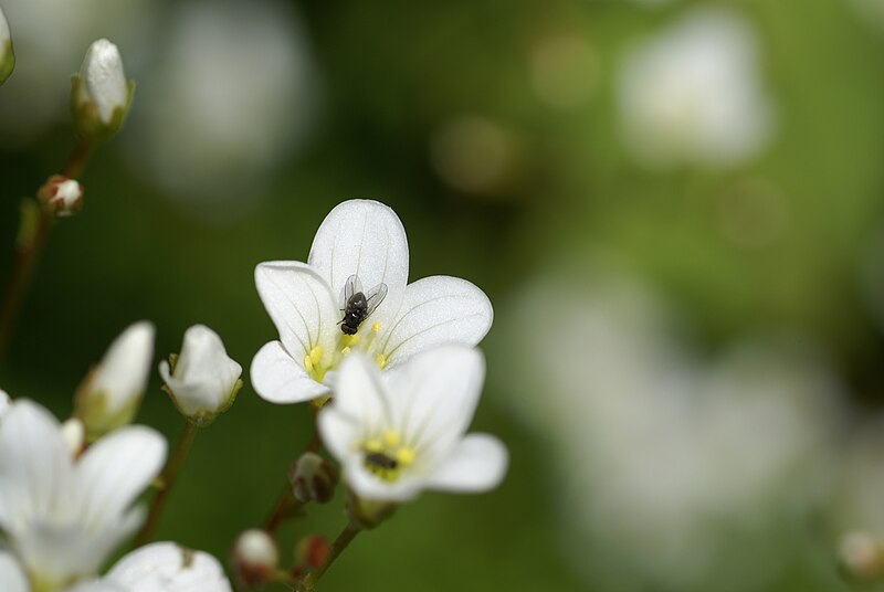 File:Saxifraga fragilis 01.JPG