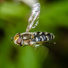 Female in flight Scaeva pyrastri-pjt.jpg