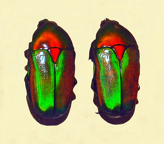 <i>Chlorocala</i> Genus of beetles