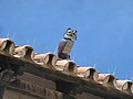 Espantapájaros en Ciudad Jardín, 2022-05-30.