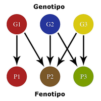 Schema semplificato rapporti genitipo fenotipo.png
