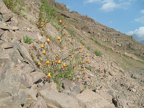 Schizanthus grahamii Hook.JPG