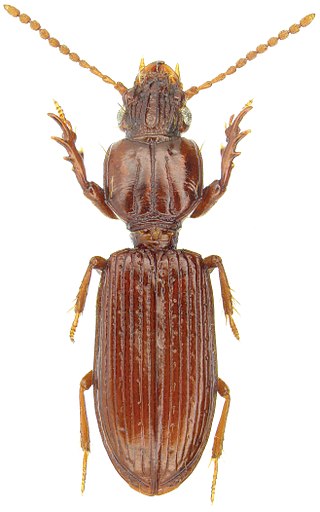 <i>Schizogenius amphibius</i> Species of beetle