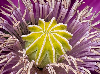 Centre of a opium poppy blossom. Stacked from 23 frames.