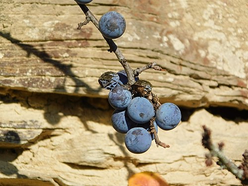 Prunus Spinosa