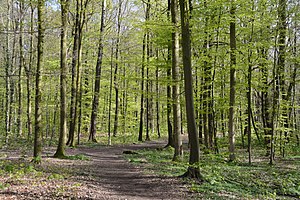 Schleswig-Holstein, Itzehoe, Landschaftsschutzgebiet Lehmwohld NIK 9932.JPG