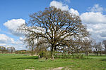 Schleswig-Holstein, Westerhorn, natural monument 29-01 NIK 2844.JPG