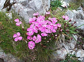 Beschrijving van de afbeelding van Schneeberg - flower.jpg.
