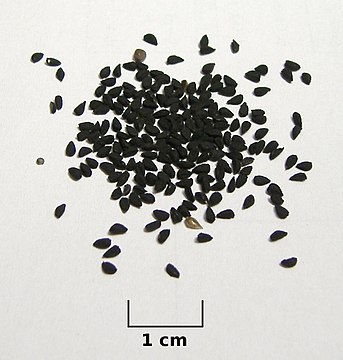 Черные семена похожие. Нигелла (чёрный тмин) семена 150+. Семена растения Nigella Sativa. Нигелла черный тмин семена. Семена черного тмина.