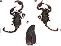 Miniatura para Scorpiops afghanus