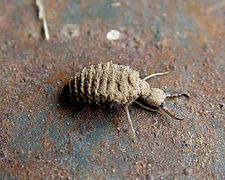 Larva de hormiga-león
