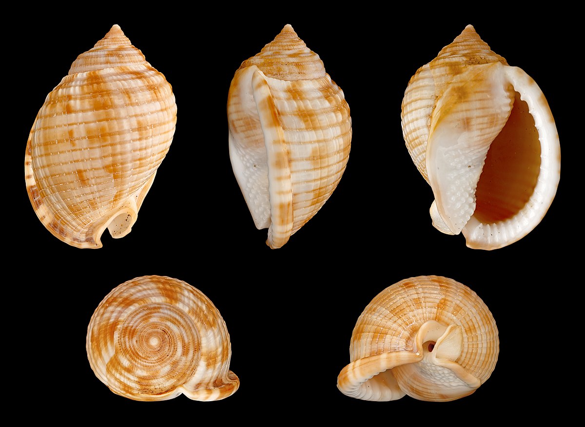 Seashell - Wikipedia