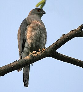 Shikra (Accipiter badius)- Male in Kolkata W IMG 4498.jpg