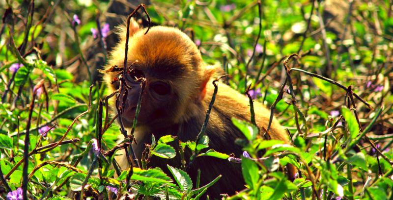File:Shy monkey at Cayo Santiago, Puerto Rico.png