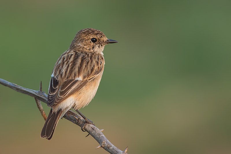 File:Siberian stonechat - Flickr - vaidyarupal.jpg