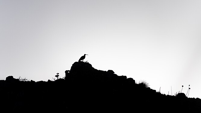 Silhouette of a whimbrel