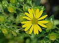 * Nomination Flower, buds and leaves of a Silphium asperrimum -- Alvesgaspar 00:25, 24 November 2012 (UTC) * Withdrawn  Comment Below 2mp --Rjcastillo 03:48, 24 November 2012 (UTC)