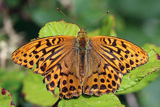 Silver-washed fritillary species of insect