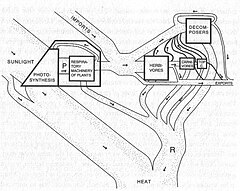 Figure 3. Energy and matter flows through an ecosystem, adapted from the Silver Springs model. H are herbivores, C are carnivores, TC are top carnivores, and D are decomposers. Squares represent biotic pools and ovals are fluxes or energy or nutrients from the system. Silver Spring Model.jpg