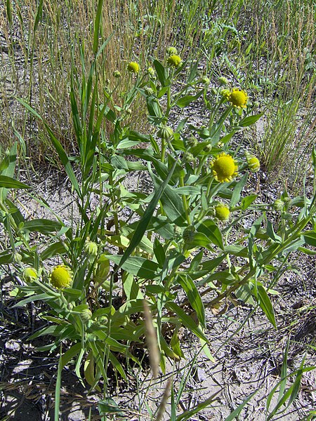 File:Sk-Senecio congestus.jpg