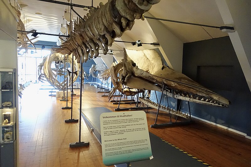 File:Slottsfjellsmuseet Museum Hvalhallen (Whale Hall) Tønsberg, Norway. Hvalskjeletter (Old skeletons) Blåhval (Blue whale 27m Iceland 1900 ) Spermasetthval (Sperm whale 1896) etc 2020-01-21 2268.jpg