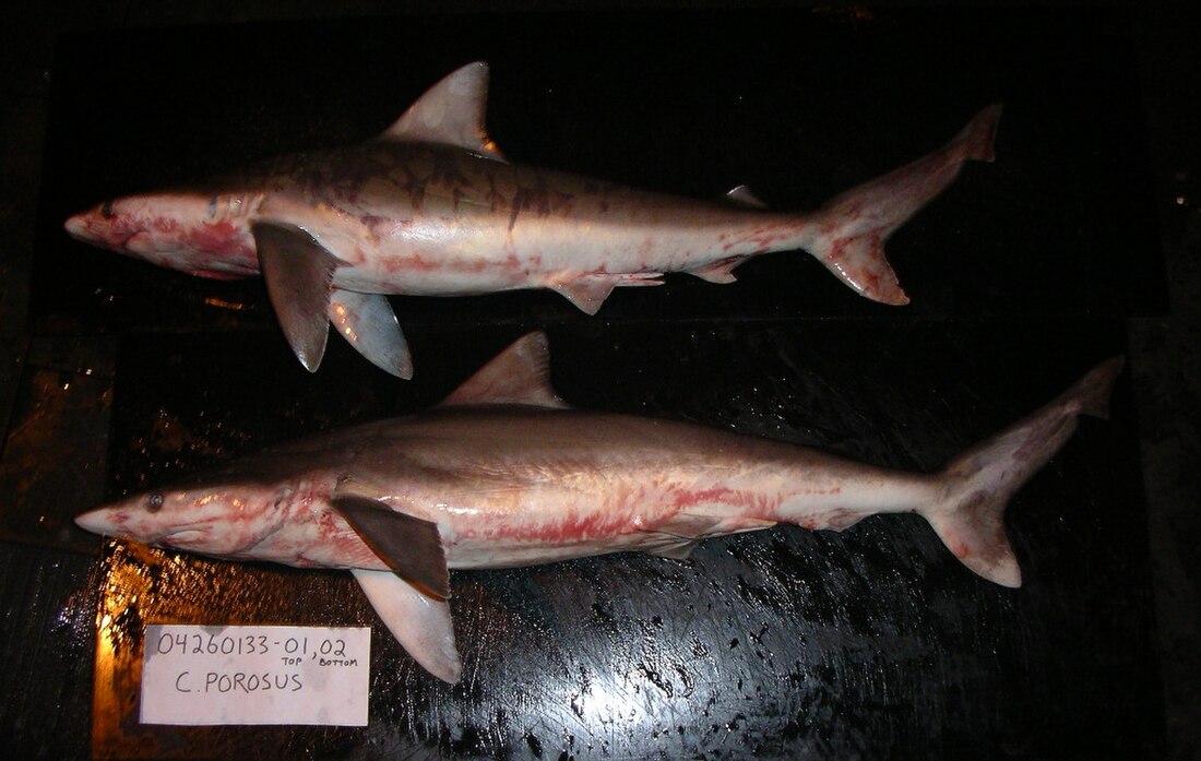 Carcharhinus porosus