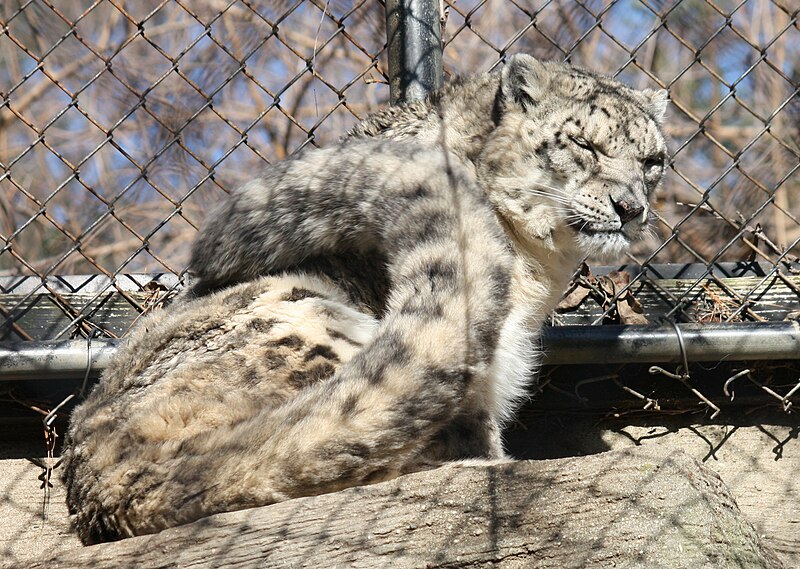 File:Snow Leopard by Trisha 4.jpg