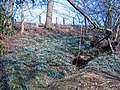 Snowdrops in woodland - geograph.org.uk - 693402.jpg